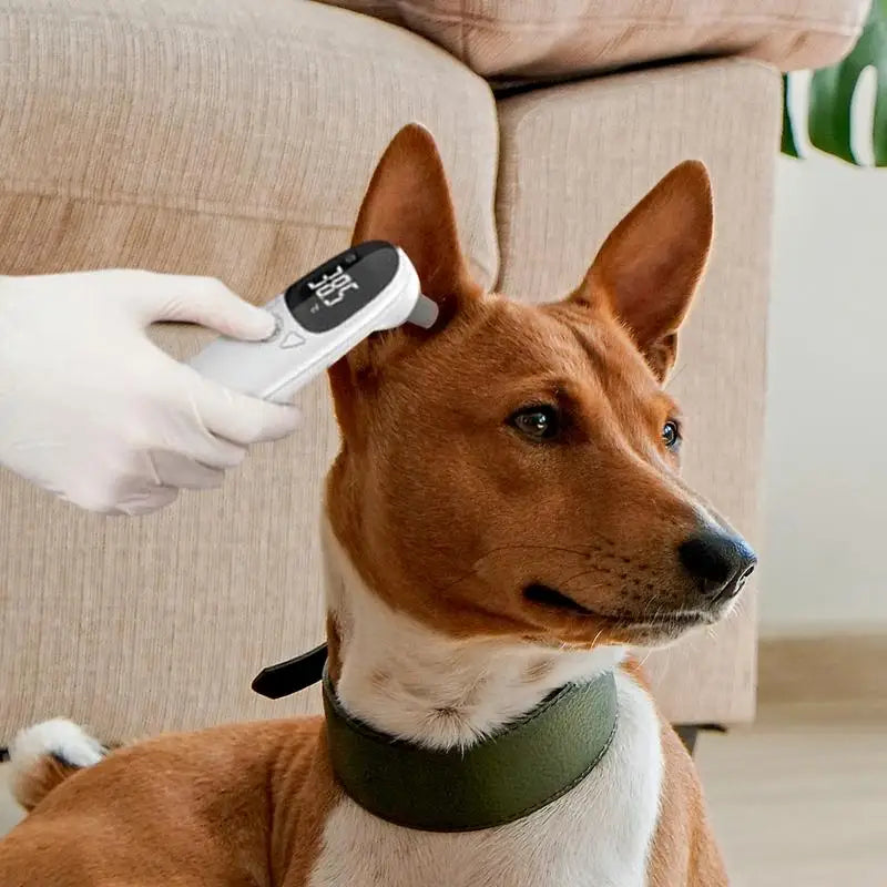 Pet Thermometers For Dogs Vet Tech Thermometers Accurate Fever Detection Device For Pet Pet Supplies Veterinary Thermometers